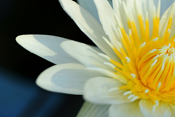 포토 JPG 주간 자연 연꽃 근접촬영 사람없음 야외 국내포토 자연요소 꽃 뷰포인트 생태계 파일형식
