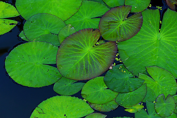 포토 JPG 주간 자연 사람없음 야외 연못 연잎 국내포토 자연요소 잎 생태계 파일형식