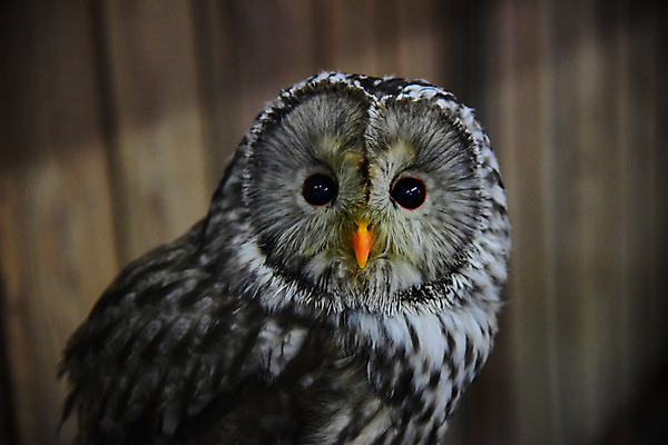 포토 JPG 주간 한마리 야생동물 사람없음 야외 아웃포커스 올빼미 국내포토 자연요소 동물 1 조류 촬영기법 파일형식
