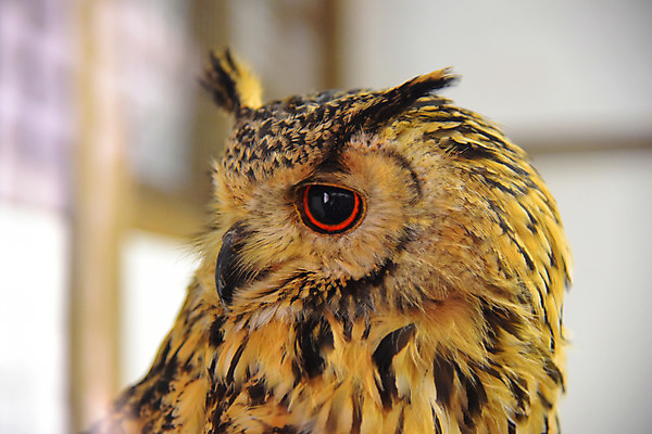 포토 JPG 주간 한마리 야생동물 근접촬영 사람없음 야외 아웃포커스 부엉이 맹금류 국내포토 자연요소 동물 1 뷰포인트 조류 촬영기법 파일형식