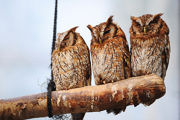 포토 JPG 주간 야생동물 세마리 사람없음 야외 나뭇가지 부엉이 맹금류 국내포토 자연요소 나무 동물 조류 3 파일형식