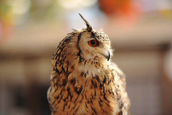 포토 JPG 주간 한마리 야생동물 사람없음 야외 아웃포커스 부엉이 맹금류 국내포토 자연요소 동물 1 조류 촬영기법 파일형식