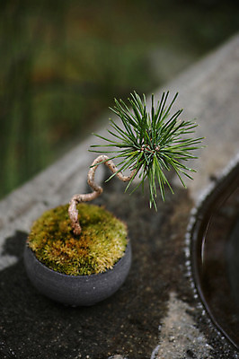 포토 JPG 화분 근접촬영 사람없음 아웃포커스 장식 소나무 분재 국내포토 나무 뷰포인트 촬영기법 파일형식