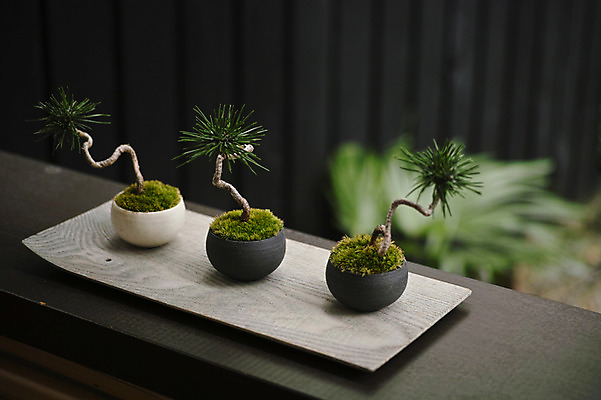 포토 JPG 화분 사람없음 아웃포커스 장식 소나무 분재 국내포토 나무 촬영기법 파일형식