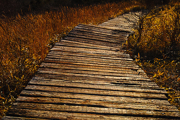 포토 JPG 주간 길 갈대 사람없음 야외 나무길 국내포토 자연요소 식물 파일형식