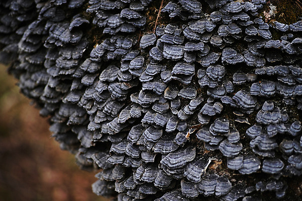 포토 JPG 주간 나무 근접촬영 사람없음 야외 버섯 국내포토 자연요소 식물 뷰포인트 파일형식