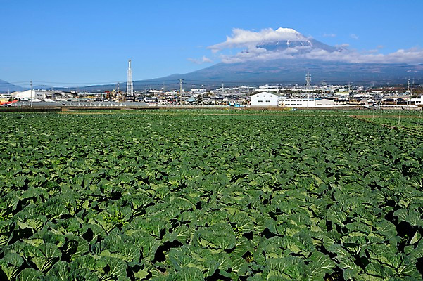 포토 JPG 주간 구름 해외풍경 하늘 사람없음 야외 일본 도시 배추 후지산 배추밭 국내포토 자연요소 해외 아시아 밭 채소 산 풍경 세계문화유산 파일형식