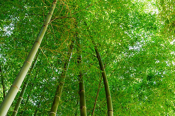 포토 JPG 주간 로우앵글 자연 풍경 사람없음 야외 대나무 대나무숲 국내포토 자연요소 나무 뷰포인트 숲 생태계 파일형식