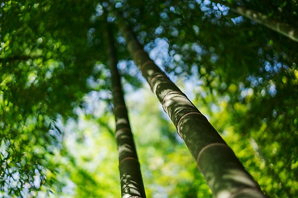 포토 JPG 주간 로우앵글 자연 풍경 사람없음 야외 아웃포커스 대나무 대나무숲 국내포토 자연요소 나무 뷰포인트 촬영기법 숲 생태계 파일형식