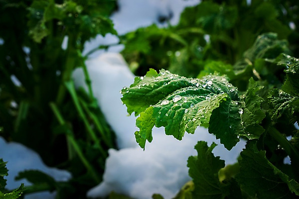 포토 JPG 주간 밭 채소 사람없음 야외 아웃포커스 농작물 물방울 눈 무청 국내포토 자연요소 농업 날씨 촬영기법 파일형식