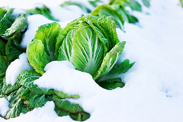 포토 JPG 주간 겨울 밭 채소 사람없음 야외 농작물 눈 배추 배추밭 국내포토 자연요소 계절 농업 날씨 파일형식