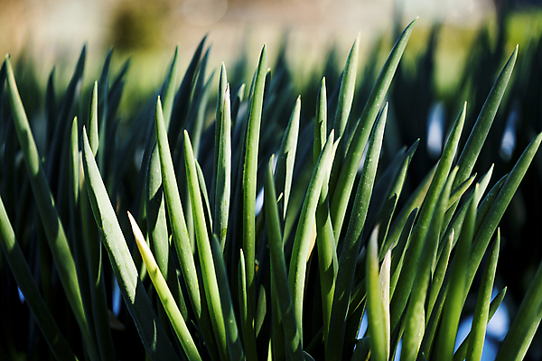 포토 JPG 주간 밭 채소 사람없음 야외 아웃포커스 농작물 대파 국내포토 자연요소 농업 촬영기법 파 파일형식
