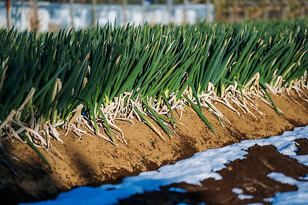 포토 JPG 주간 겨울 밭 채소 사람없음 야외 농작물 눈 대파 국내포토 자연요소 계절 농업 날씨 파 파일형식
