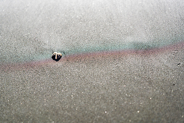 포토 JPG 주간 모래 백그라운드 조개 해변 사람없음 야외 모래사장 국내포토 자연요소 바다 어패류 파일형식