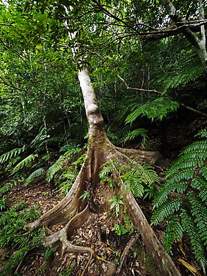 포토 JPG 주간 나무 자연 풍경 사람없음 야외 숲 뿌리 국내포토 자연요소 식물 생태계 파일형식