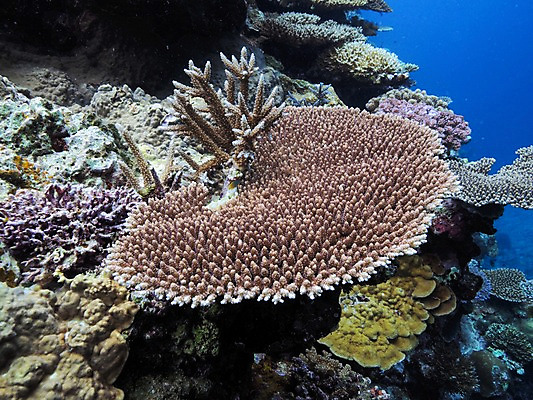 포토 JPG 바다 자연 사람없음 바닷속 산호 수중사진 국내포토 수중 자포동물 생태계 파일형식