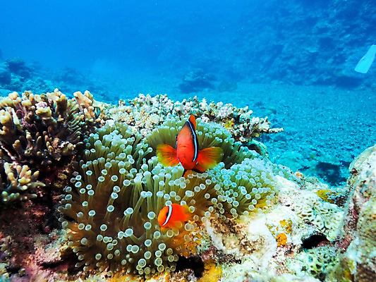 포토 JPG 바다 두마리 자연 사람없음 바닷속 산호 열대어 수중사진 국내포토 2 어류 수중 자포동물 생태계 파일형식
