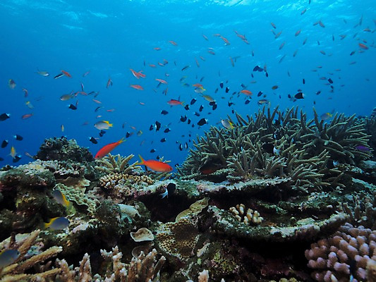 포토 JPG 바다 여러마리 자연 어류 사람없음 바닷속 산호 수중사진 국내포토 다수 수중 수중동물 자포동물 생태계 파일형식