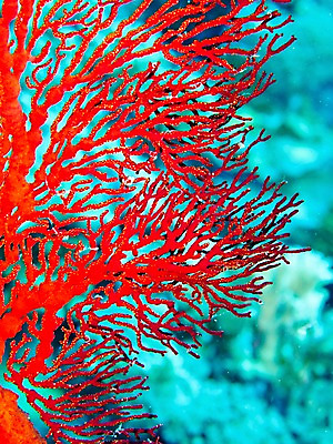 포토 JPG 바다 자연 사람없음 바닷속 산호 수중사진 국내포토 수중 자포동물 생태계 파일형식