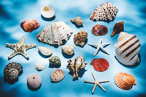 포토 JPG 백그라운드 조개 불가사리 사람없음 여름 여름휴가 바캉스 소라 국내포토 계절 휴가 어패류 극피동물 파일형식 여름_계절