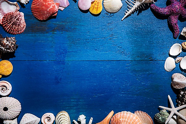 포토 JPG 스튜디오촬영 백그라운드 조개 불가사리 프레임 실내 사람없음 여름 파란색 소라 클래식블루 트렌드컬러 국내포토 계절 컬러 어패류 극피동물 내부 파일형식 트랜드컬러