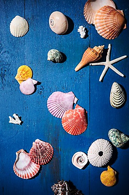 포토 JPG 백그라운드 조개 불가사리 사람없음 여름 소라 국내포토 계절 어패류 극피동물 파일형식