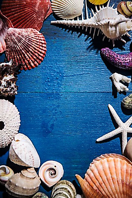 포토 JPG 스튜디오촬영 백그라운드 조개 불가사리 프레임 실내 사람없음 여름 파란색 소라 클래식블루 트렌드컬러 국내포토 계절 컬러 어패류 극피동물 내부 파일형식 트랜드컬러