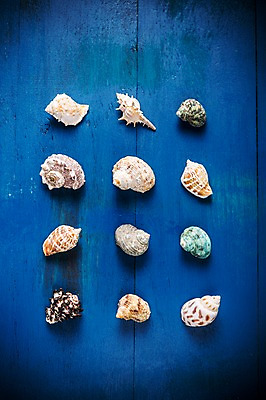 포토 JPG 백그라운드 사람없음 여름 파란색 소라 국내포토 계절 컬러 어패류 파일형식