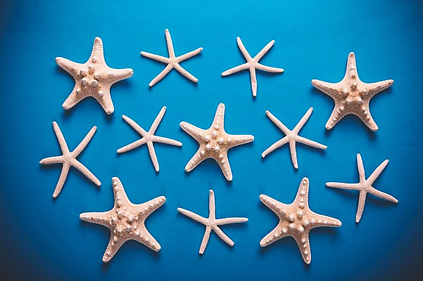 포토 JPG 백그라운드 불가사리 사람없음 여름 파란색 여름휴가 바캉스 여행용품 국내포토 계절 컬러 여행 휴가 극피동물 오브젝트 파일형식 여름_계절