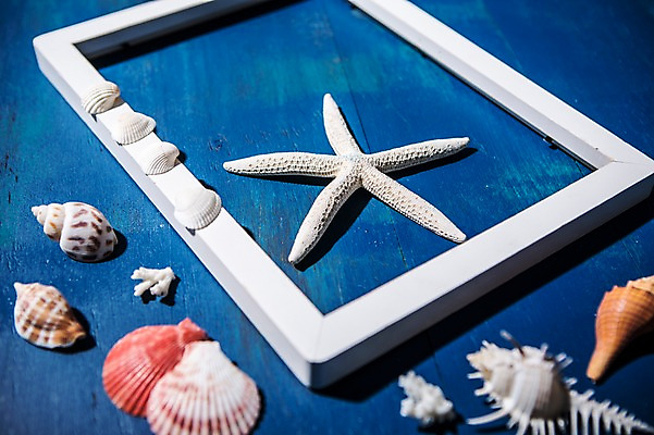 포토 JPG 조개 불가사리 프레임 사람없음 여름 여름휴가 바캉스 소라 여행용품 국내포토 계절 여행 휴가 어패류 극피동물 오브젝트 파일형식 여름_계절