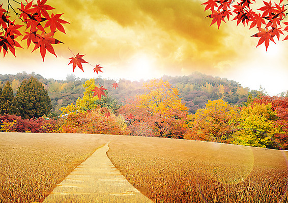 PSD 나무 구름 편집 편집이미지 길 단풍 자연 하늘 산 사람없음 가을풍경 숲 이미지편집 자연요소 식물 잎 풍경 생태계 파일형식 가을_계절