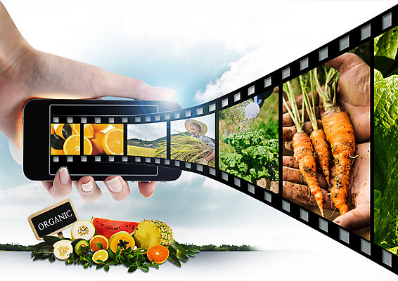 PSD 편집 편집이미지 손 남자 채소 오렌지 수박 한명 상반신 성인 농작물 농사 당근 팻말 한국인 수확 벼 농부 필름 파인애플 유기농 참외 이미지편집 직업 1 웰빙 농업 과일 곡류 뿌리채소 프레임 사람 동양인 신체부위 열대과일 파일형식