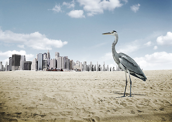 PSD 구름 편집 편집이미지 한마리 모래 하늘 빌딩 사람없음 자연보호 환경 그린캠페인 사막 학 환경오염 오염 사막화 이미지편집 자연요소 1 캠페인 컨셉 자연 조류 건물 보호 지구온난화 파일형식