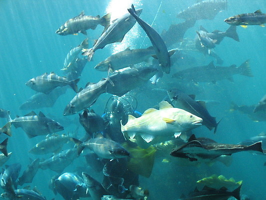 포토 JPG 해외이미지 바다 자연 유리 노르웨이 어류 사람 사람없음 빨간색 물 파란색 반사 수영 게 흰색 장어 쇼 수족관 해외202004 해외포토 자연요소 유럽 컬러 재질 갑각류 수중동물 수상스포츠 생태계 파일형식 이미지허브