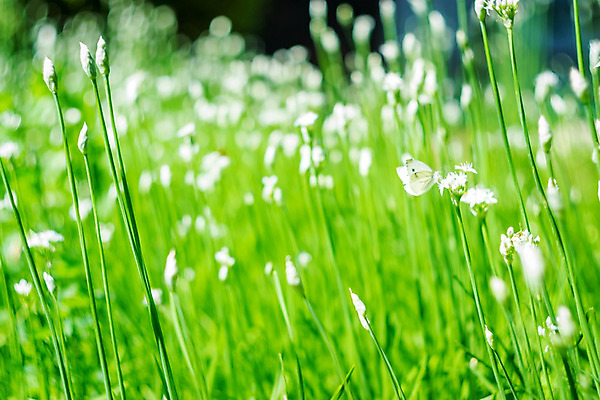 포토 JPG 해외이미지 꽃 백그라운드 꽃무늬 밭 자연 휴가 휴식 산 주택 풍경 사람없음 여름 노란색 여행객 봄 산책 시골 개화 오스트리아 스위스 상업 알프스 외양간 잘츠부르크 해외202004 해외포토 식물 계절 유럽 컬러 컨셉 무늬 농업 사람 건물 생태계 파일형식 이미지허브