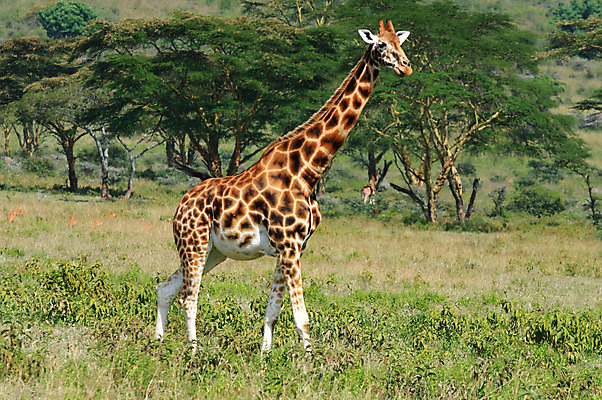 포토 JPG 해외이미지 나무 동물 공원 야생동물 포유류 아프리카 자연 사람없음 야외 숲 기린 사파리 서식지 세렝게티 찰과상 탄자니아 해외202004 해외포토 식물 공공시설 나라 상처 생태계 파일형식 이미지허브