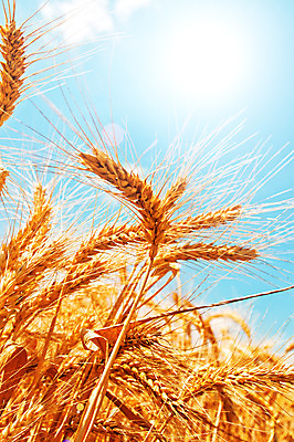 포토 JPG 해외이미지 식물 계절 음식 밭 농업 자연 하늘 씨앗 사람없음 농작물 햇빛 수확 시골 황금 낟알 시리얼 밀 밀짚 밭일 해외202004 해외포토 산업 곡류 태양 짚 생태계 파일형식 이미지허브