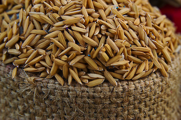 포토 JPG 해외이미지 식물 계절 아시아 음식 줄기 잎 농업 태국 자연 밥 씨앗 동양인 사람없음 컵 초록색 농작물 농장 갈색 노란색 수확 껍질 시골 황금 닫기 낟알 자루 논밭 숙성 해외202004 해외포토 식기 나라 산업 컬러 밭 모션 논 인종 생태계 파일형식 이미지허브