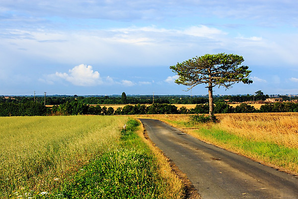 포토 JPG 해외이미지 식물 도로 컨셉 잎 자연 아침 건조 사람없음 야외 목재 초록색 여름 태양 환경 맑음 봄 수확 성장 나뭇가지 시골 소나무 고독 저녁 숲 큼 나무껍질 가뭄 침엽수 내추럴 고립 생태학 엘리먼트 혼자 해외202004 해외포토 주간 자연요소 나무 계절 교육 감정 길 컬러 농업 재료 교통시설 날씨 껍질 야간 크기 생태계 파일형식 이미지허브