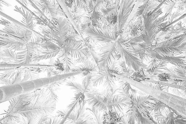 포토 JPG 해외이미지 나무 식물 여행 백그라운드 잎 자연 하늘 추상 손바닥 풍경 사람없음 야외 초록색 여름 수확 흰색 복고 코코넛 파라다이스 스타일 해외202004 해외포토 손 계절 컬러 무늬 농업 과일 생태계 파일형식 이미지허브