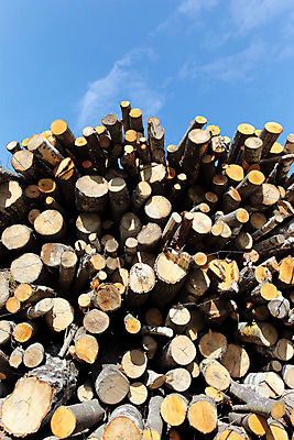 포토 JPG 해외이미지 나무 구름 가구 자연 하늘 사람없음 목재 파란색 쌓기 재활용 에너지 성장 반지 업무 상품 숲 장작 자르기 내추럴 생태학 수목 가문비나무 해외202004 해외포토 자연요소 식물 교육 컬러 생활용품 재료 장신구 모션 작업 친환경 생태계 파일형식 이미지허브