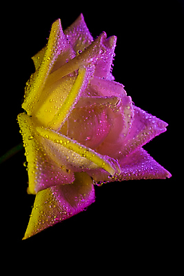 포토 JPG 해외이미지 모양 식물 꽃잎 꽃 행복 분홍색 결혼 잎 꽃무늬 자연 결혼식 검은배경 휴가 기념 선물 사람없음 초록색 물 컬러풀 장미 노란색 정원 검은색 어둠 젖음 벚꽃 흰색 물방울 축하 신선 달콤 이슬 제비꽃 심볼 싱글 열정 부드러움 고립 특별함 해외202004 해외포토 자연요소 감정 컬러 백그라운드 컨셉 무늬 이벤트 감각 맛 생태계 파일형식 이미지허브