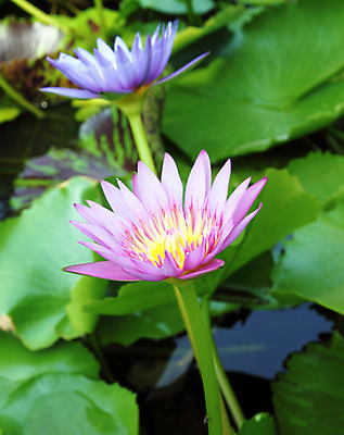 포토 JPG 해외이미지 식물 계절 공원 꽃잎 꽃 아시아 호수 선 분홍색 백그라운드 잎 꽃무늬 자연 동양인 사람없음 야외 장식 초록색 물 파란색 빛 노란색 환경 정원 보라색 봄 벚꽃 흰색 연못 개화 묘사 원예 내추럴 이국적 해외202004 해외포토 자연요소 공공시설 나라 컬러 무늬 인종 취미 생태계 파일형식 이미지허브