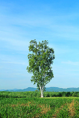 포토 JPG 해외이미지 나무 식물 계절 공원 잎 꽃무늬 밭 자연 하늘 풍경 사람없음 야외 초록색 여름 파란색 시골 고독 큼 언덕 해외202004 해외포토 공공시설 꽃 감정 컬러 무늬 농업 크기 생태계 파일형식 이미지허브