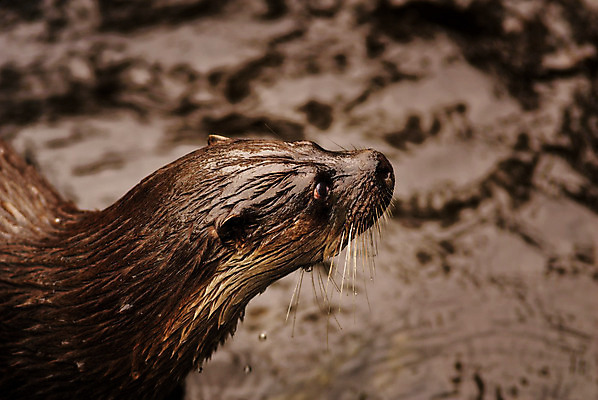 포토 JPG 해외이미지 동물 유럽 야생동물 자연 동물원 북유럽 노르웨이 사람없음 야외 봄 동물상 스칸디나비아 해외202004 해외포토 계절 나라 조형물 생태계 파일형식 이미지허브