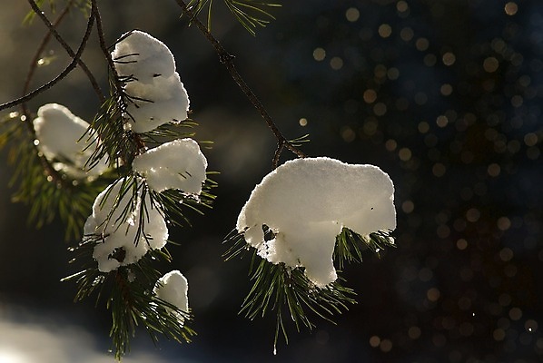 포토 JPG 해외이미지 나무 겨울 사람없음 얼음 추위 소나무 보케 해외202004 해외포토 자연요소 식물 계절 파일형식 이미지허브
