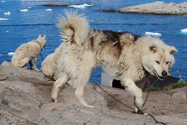포토 JPG 해외이미지 구름 호수 파도 바다 섬 과학 여행 겨울 자연 하늘 풍경 사람없음 물 여름 파란색 빛 컬러풀 글로벌 반사 여행객 우주 일출 얼음 일몰 추위 흰색 오픈 크루즈 시원함 크리스탈 북극 서리 빙산 북쪽 그린란드 북극해 옛날 해외202004 해외포토 자연요소 계절 컬러 배_교통 덴마크 사람 노을 광석 극지방 방향 생태계 파일형식 이미지허브