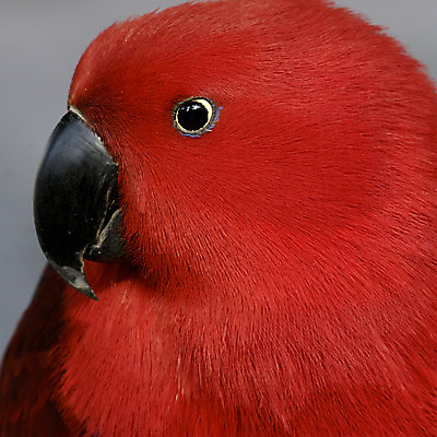 포토 JPG 해외이미지 동물 자연 조류 사람없음 빨간색 컬러풀 머리 활발 깃털 부리 앵무새 강렬 해외202004 해외포토 컬러 컨셉 신체부위 생태계 파일형식 이미지허브