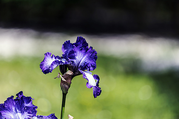 포토 JPG 해외이미지 식물 계절 꽃 꽃다발 잎 자연 날씨 휴식 사람없음 초록색 정원 보라색 화목 힘 봄 에너지 성장 시골 제비꽃 원예 정맥 해외202004 해외포토 컬러 컨셉 취미 생태계 혈관 파일형식 이미지허브