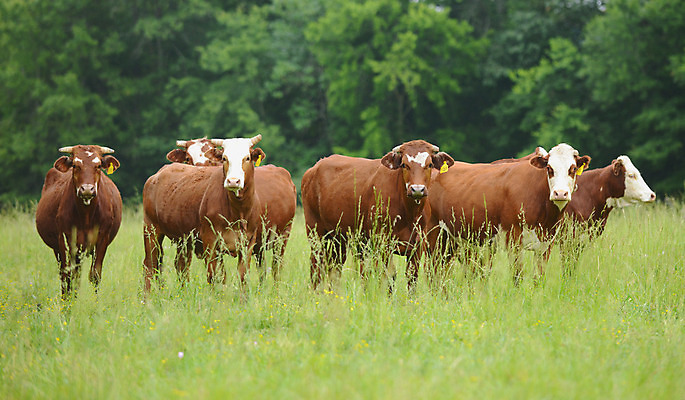 포토 JPG 해외이미지 동물 밭 농업 포유류 자연 풍경 사람없음 초록색 여름 농장 농경지 맑음 목장 소고기 시골 소 군중 숲 땅 먹기 밭일 목가 해외202004 해외포토 계절 산업 컬러 모션 날씨 육류 사람 생태계 파일형식 이미지허브